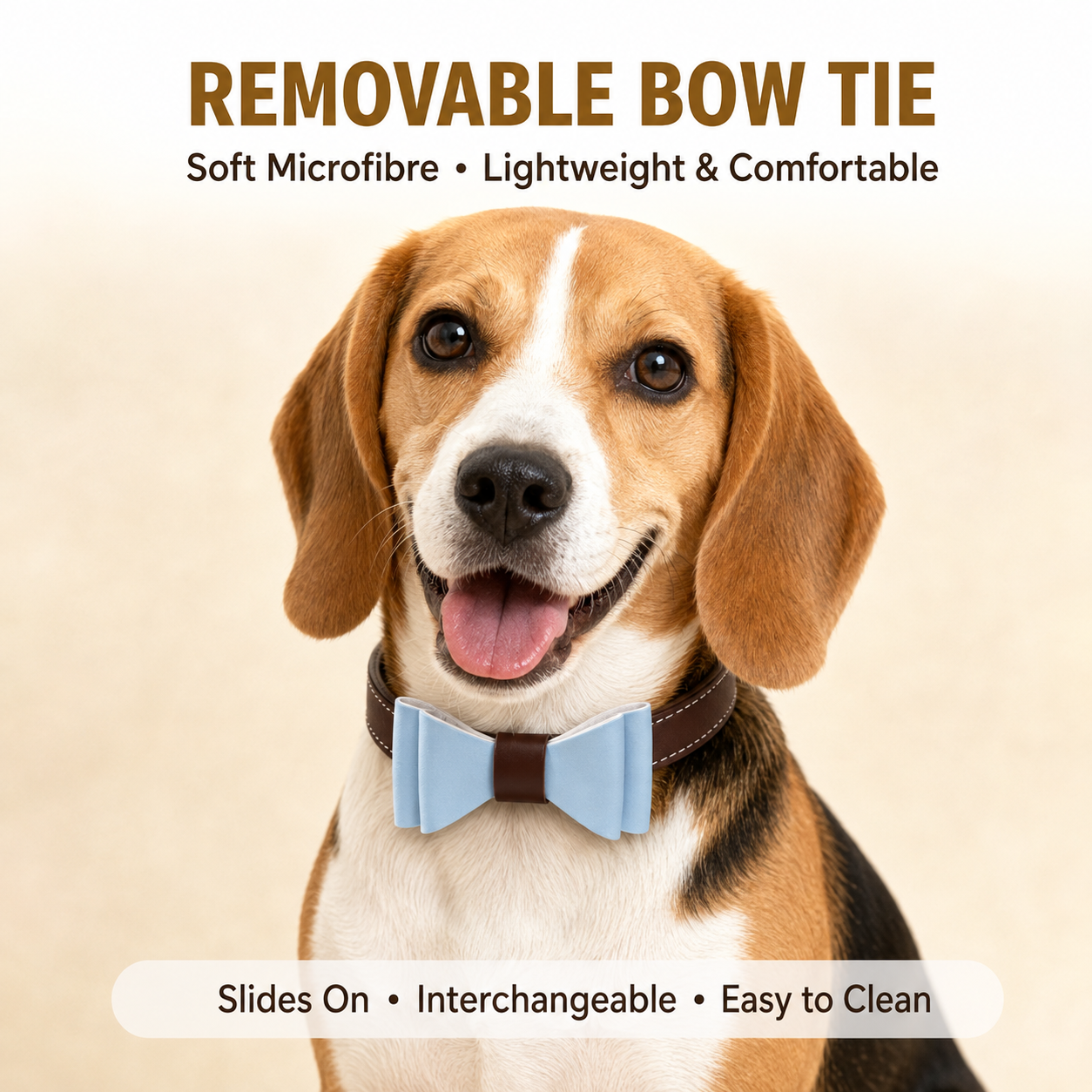 Beagle wearing a full-grain leather dog collar with a removable light blue microfibre bow tie.