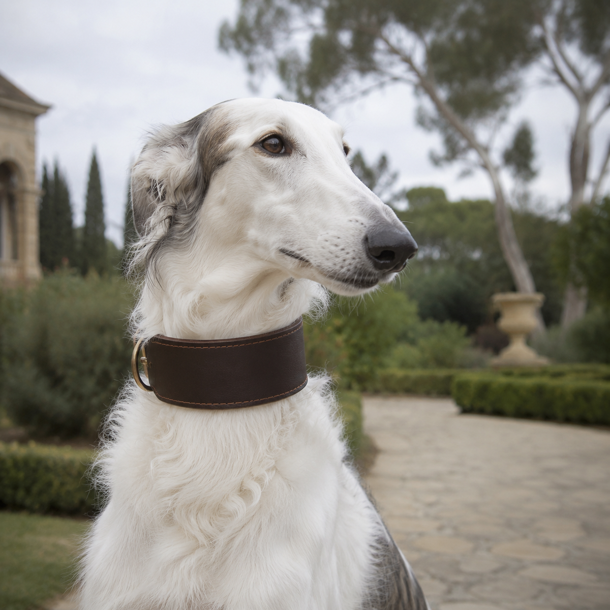 White Borzoi wearing a wide brown top-grain leather sighthound collar