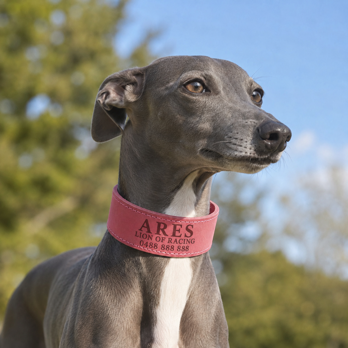 Greyhound wearing a personalised pink wide leather sighthound collar