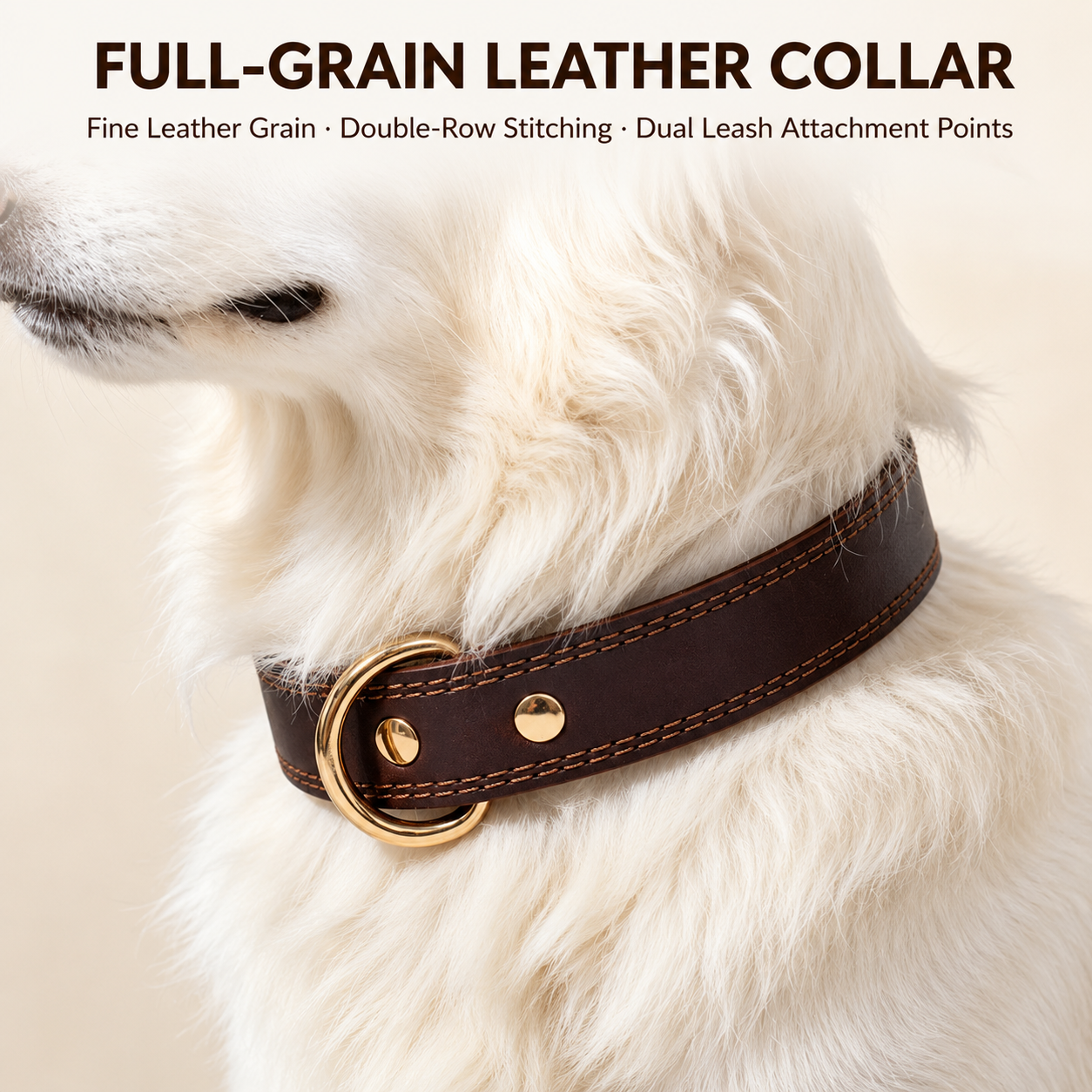 White dog wearing a chocolate full-grain leather collar with double-row stitching and dual leash attachment points.